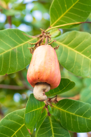 Cashew nuts growing on a tree This extraordinary nut grows outside the fruitの写真素材