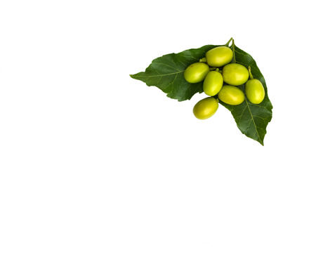 Medicinal neem fruits with twigs over white backgroundの写真素材
