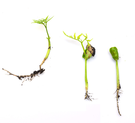 Plant growth phases stages on white background.の写真素材