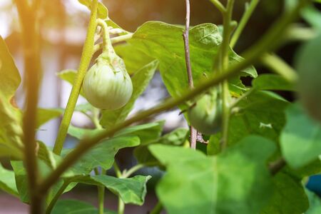 Thai eggplant eggplant, local vegetablesの写真素材