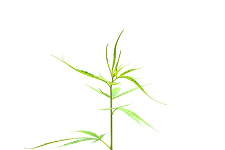 Marijuana or cannabis tree on white background.の写真素材