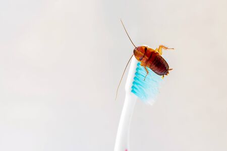 Close up Cockroach on toothbrush isolated on white backgroundの写真素材