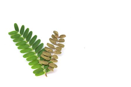 Fresh and dry two tamarind leaves on white background.の写真素材
