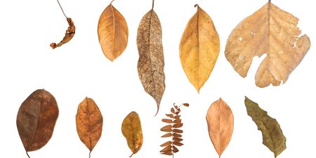 Various kinds of dry leaves on a white background