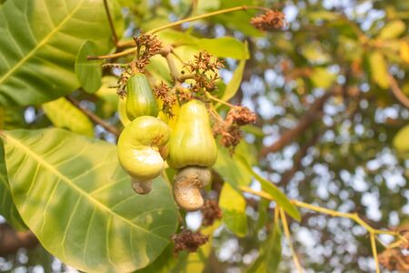 Cashew is on the tree.Cashew nuts.Cashew tree. The color of red Cashew.の写真素材