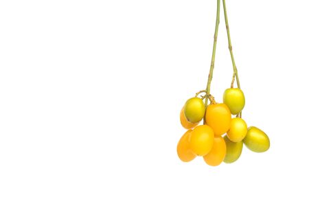 Medicinal neem seed fruits with twigs over white backgroundの写真素材