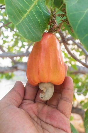 Hand harvesting Red Cashew fruit (Anacardium occidentale) on treeの写真素材