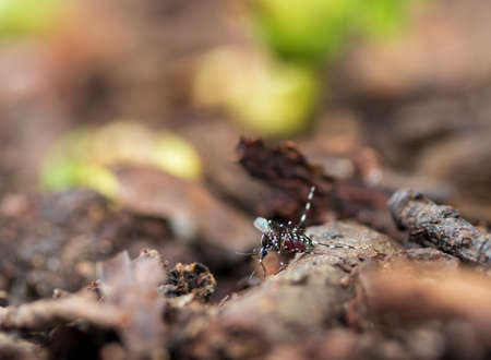 Green sprouts on soil  in  rain.の写真素材