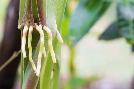 Stamen or young corn on the stems and fresh green leaves.の写真素材