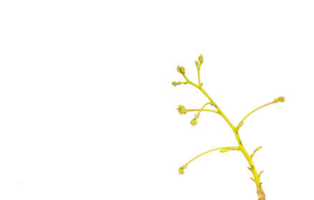 Hand harvesting Cashew fruit (Anacardium occidentale) on treeの写真素材