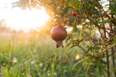 Red ripe pomegranate fruit on tree branch in the garden. Colorful image with place for text, close up. Rosh-haShana - Israeli New Year symbolの写真素材