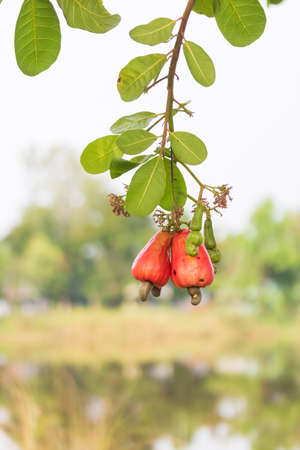 Cashew fruit (Anacardium occidentale) hanging on treeの写真素材