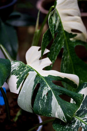 Variegated leaves two colors epipremnum pinnatum beautiful foliageの写真素材