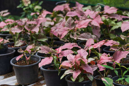 Beautiful red and green caladium leaf. Caladium bicolor also known as Elephant Ear. Colorful ornamental leaves of Caladium.の写真素材