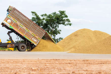 Paddy trucks are pouring in the farming yard.の写真素材