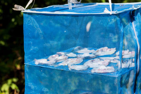 Dried fish placed on a sky basket  to dry in the sun.の写真素材