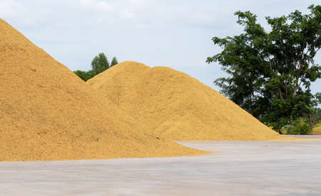 Rice seed drying area after farmers harvest the produce to be soldの写真素材