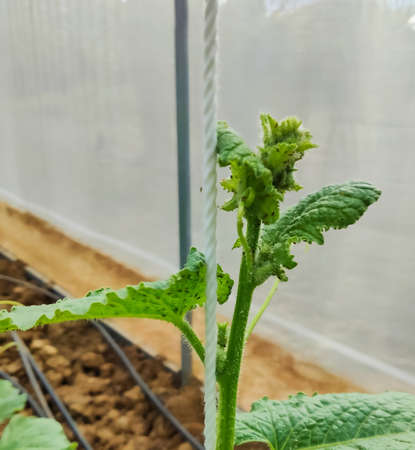 Aphid close up on a green leaf. Crop harvests, insecticidal treatment. Damaged plant leaves, devouring.の写真素材