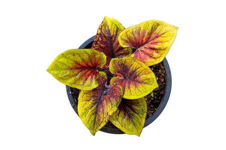 Colorful exotic Caladium plants name Lueang KradukDam. It is a highly popular and expensive ornamental plant.の写真素材