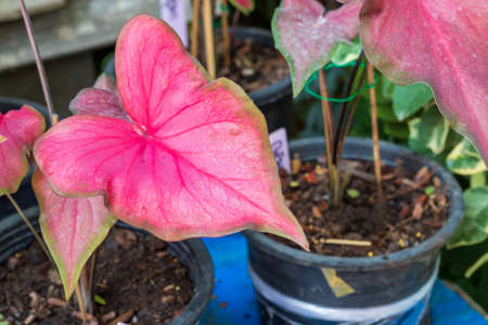 Colorful exotic Caladium plants name Ta La Mae Kusuma. It is a highly popular and expensive ornamental plant.の写真素材