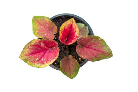 Colorful exotic Caladium plants name Lueang KradukDam. It is a highly popular and expensive ornamental plant.の写真素材