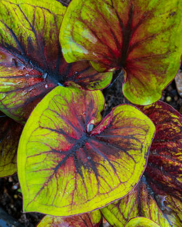 Colorful exotic Caladium plants name Lueang KradukDam. It is a highly popular and expensive ornamental plant.の写真素材