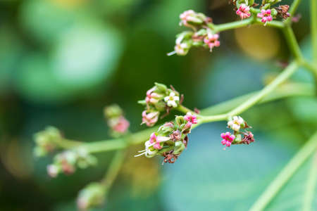elegance of the cashew flowers