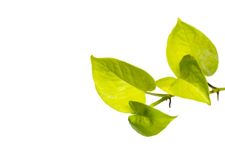 Golden spotted betel tree isolated on white backgroundの写真素材