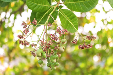 Young Cashew nuts growing on the tree, Cashew nuts grow on a tree branch. Cashew (Anacardium occidentale) fruitsの写真素材