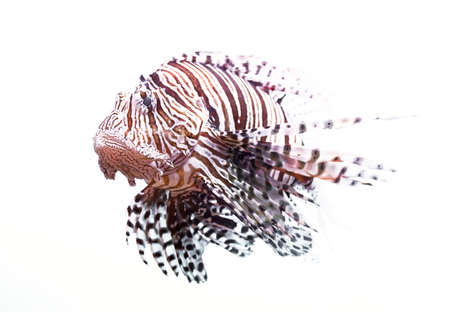 Red lionfish - one of the dangerous coral reef fish. Beautiful and dangerous animals.の写真素材