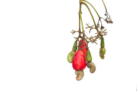 Red cashew and Cashew Nut is on white background,Leaves of green cashew.の写真素材