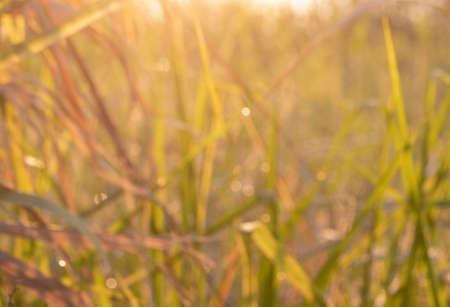 Abstract and blured green background. Natural textureの写真素材