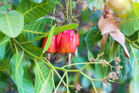 Red cashew and Cashew Nut is on the tree,Leaves of green cashew.の写真素材