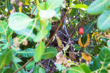 Red cashew and Cashew Nut is on the tree,Leaves of green cashew.の写真素材