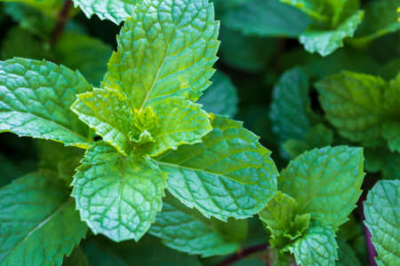 Mint plants grow at the vegetable garden.の写真素材