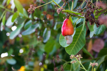 Red cashew and Cashew Nut is on the tree,Leaves of green cashew.の写真素材