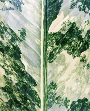 Dieffenbachia leaf (Dumb cane), Green leaves containing white spots and flecks, Tropical foliage.
