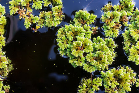 green floating Azolla Pinnata or Azolla microphylla at organic farm. Azolla Pinnata is useful for...