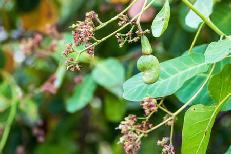 Young Cashew nuts growing on the tree, Cashew nuts grow on a tree branch. Cashew (Anacardium occidentale) fruitsの写真素材