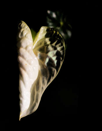 Anthurium is white heart-shaped flower. Dark green leaves as background highlight flowers beautifully. Anthuriums have become a symbol of hospitality. Natural natural background with bright flowersの写真素材