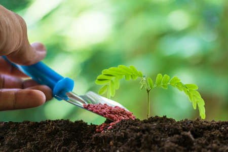 Giving fertilizer to a young tree.Small plant growing out soil chemical
