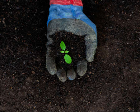farmers wearing blue gloves holding young green seedling in soil.The concept of helping to protect trees and natureの写真素材