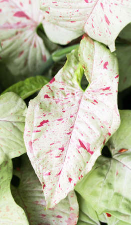 milk confetti pink green syngonium.Leaves with pink patterns Cute, suitable for decorating the room.の写真素材