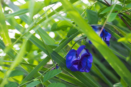 Butterfly Pea or Blue Pea Flowers.Butterfly pea flowers can be used to make valuable and healthy tea.の写真素材