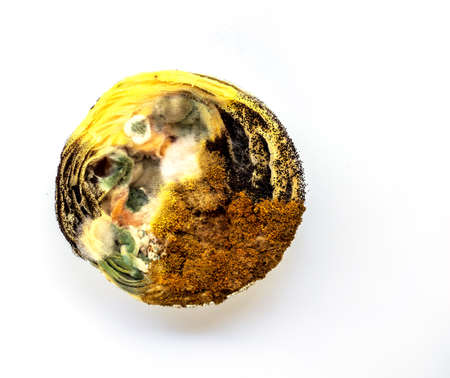 top view of Egg tarts that are kept for a long time until it becomes moldy,It is harmful to health if eatenの写真素材