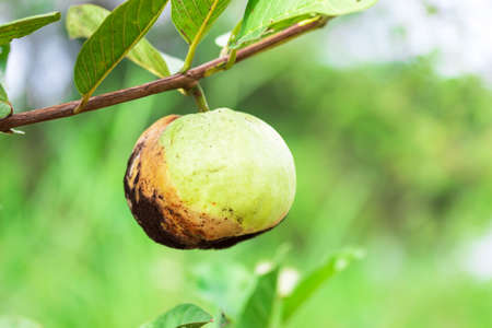 Guava fruit An infected Guava fruit or diseased guava fruit.The spoiled fruit made it impossible to collect and sell the produce.の写真素材