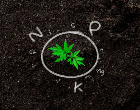 seedlings are fertile from fertile loam and have the necessary digital mineral icons for planting.の写真素材