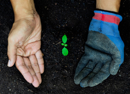 hands of people and farmers wearing blue gloves holding young green seedling in soil.The concept of helping to protect trees and natureの写真素材