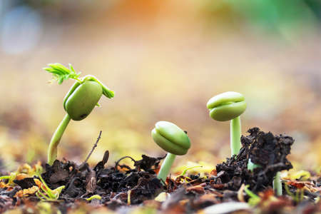 Little three green seedlings growing in soil, closeupの写真素材