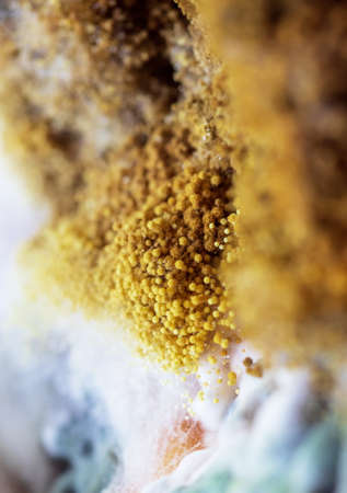 Yellow fungus  close-up macro. Moldy fungus on food. Fluffy spores mold as a background or texture.の写真素材